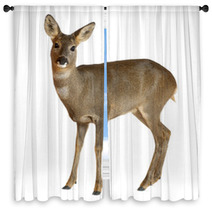 European Roe Deer, Capreolus Capreolus, 3 Years Old Window Curtains 42044632