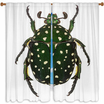 Exotic Flower Beetle Protaetia Niveoguttata From Laos Window Curtains 72077283