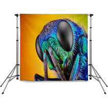 Extreme Sharp And Detailed Study Of 6 Mm Cuckoo Wasp Backdrops 62909478