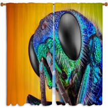 Extreme Sharp And Detailed Study Of 6 Mm Cuckoo Wasp Window Curtains 62909478