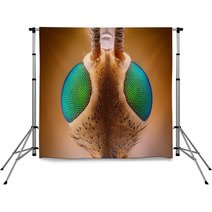 Extreme Sharp And Detailed View Of Crane Fly (Tipula) Backdrops 62909454