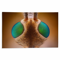 Extreme Sharp And Detailed View Of Crane Fly (Tipula) Rugs 62909454