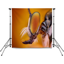 Extreme Sharp And Detailed View Of Robber Fly Head Backdrops 62909483