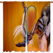 Extreme Sharp And Detailed View Of Robber Fly Head Window Curtains 62909483
