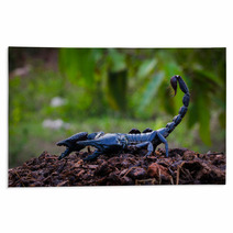 Faithful Dangerous Scorpions. Rugs 83798036