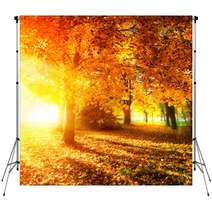 Fall. Autumnal Park. Autumn Trees And Leaves In Sunlight Rays Backdrops 56726549