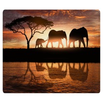Family Of Elephants Rugs 162286240