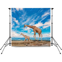  Family Of Giraffes Goes Against The Blue Sky Backdrops 57876421