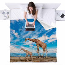  Family Of Giraffes Goes Against The Blue Sky Blankets 57876421