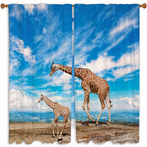  Family Of Giraffes Goes Against The Blue Sky Window Curtains 57876421