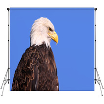 Famous American Bald Eagle Against Blue Sky Backdrops 31108812