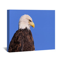 Famous American Bald Eagle Against Blue Sky Wall Art 31108812