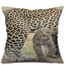 Female African Leopard Walking With Her Small Cub, Tanzania Pillows 57547471