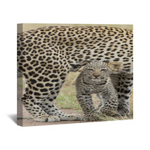 Female African Leopard Walking With Her Small Cub, Tanzania Wall Art 57547471