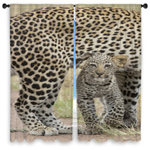 Female African Leopard Walking With Her Small Cub, Tanzania Window Curtains 57547471
