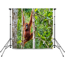 Female Borneo Orangutan At The Semenggoh Nature Reserve, Kuching Backdrops 68053983