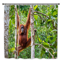 Female Borneo Orangutan At The Semenggoh Nature Reserve, Kuching Bath Decor 68053983