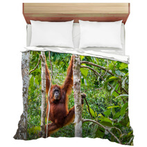 Female Borneo Orangutan At The Semenggoh Nature Reserve, Kuching Bedding 68053983