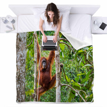 Female Borneo Orangutan At The Semenggoh Nature Reserve, Kuching Blankets 68053983