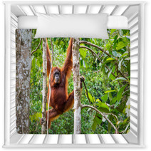 Female Borneo Orangutan At The Semenggoh Nature Reserve, Kuching Nursery Decor 68053983