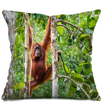 Female Borneo Orangutan At The Semenggoh Nature Reserve, Kuching Pillows 68053983