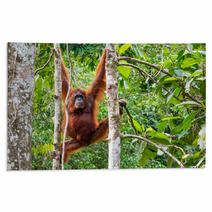 Female Borneo Orangutan At The Semenggoh Nature Reserve, Kuching Rugs 68053983