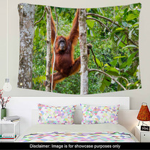 Female Borneo Orangutan At The Semenggoh Nature Reserve, Kuching Wall Art 68053983