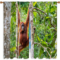 Female Borneo Orangutan At The Semenggoh Nature Reserve, Kuching Window Curtains 68053983