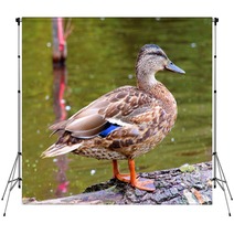 Female Duck Mallard Backdrops 63367644