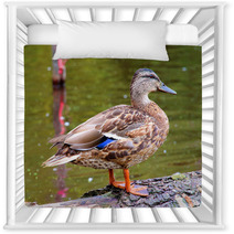 Female Duck Mallard Nursery Decor 63367644