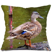 Female Duck Mallard Pillows 63367644