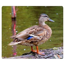Female Duck Mallard Rugs 63367644