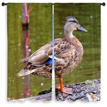 Female Duck Mallard Window Curtains 63367644