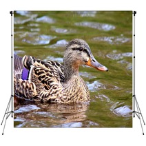 Female Duck Swimming Mallard Backdrops 66167980