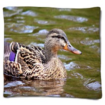 Female Duck Swimming Mallard Blankets 66167980