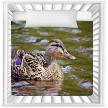 Female Duck Swimming Mallard Nursery Decor 66167980