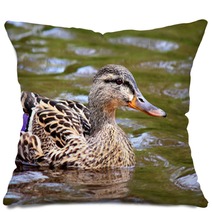 Female Duck Swimming Mallard Pillows 66167980