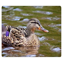Female Duck Swimming Mallard Rugs 66167980