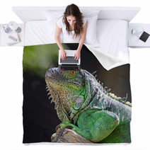 Female Green Iguana Blankets 56098555