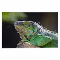 Female Green Iguana Rugs 56098555