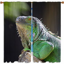 Female Green Iguana Window Curtains 56098555
