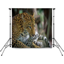 Female Jaguar Backdrops 95339082