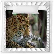 Female Jaguar Nursery Decor 95339082