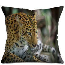 Female Jaguar Pillows 95339082
