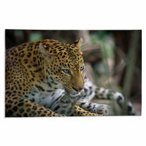 Female Jaguar Rugs 95339082