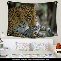 Female Jaguar Wall Art 95339082
