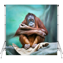 Female Orangutan Portrait Backdrops 90122211