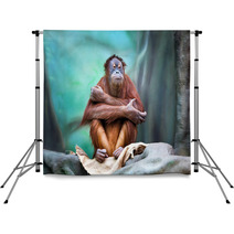 Female Orangutan Portrait Backdrops 94086384