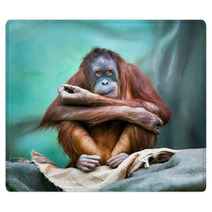 Female Orangutan Portrait Rugs 90122211