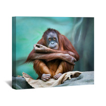 Female Orangutan Portrait Wall Art 90122211